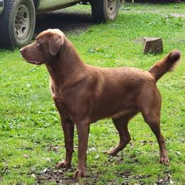 Sage - Labrador Retriever