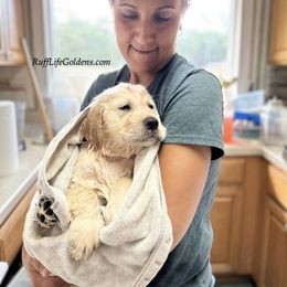 Golden Retriever Puppies from Ruff Life Goldens