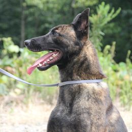 Urko du Domaine de Sleipnir - Gold brindle male Dutch Shepherd puppy in Jasper, Georgia from Von Der King Working Dogs
