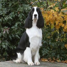 English Springer Spaniel and Labrador Retriever All Grown Up from Buffie Gonzales