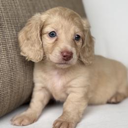 Bella - Cream female Dachshund puppy in Bentonville, Arkansas from Boujee Buns Dachshunds