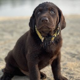 Labrador Retrievers from Little River Labradors