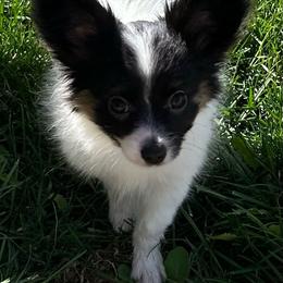 Gracie - White black and tan female Papillon puppy in Salina, Utah from Desert Mountain Papillons