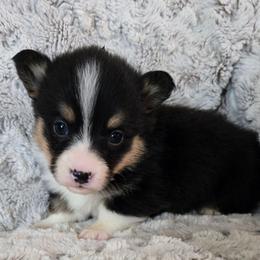 MM-4 - Black and tan male Pembroke Welsh Corgi puppy in Ely, Minnesota from RJ's Corgis