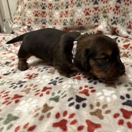 Violet - Black and tan female Dachshund puppy in Hobart, Indiana from Cogsworth Cromwell Dachshunds of NW Indiana