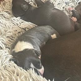 Girl 1 - White and blue female Italian Greyhound puppy in Brooksville, Florida from Fisher Link