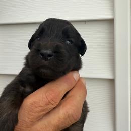 Boy 4 - male Leonberger puppy in Manchester, Tennessee from Bois D’Arc Leonbergers