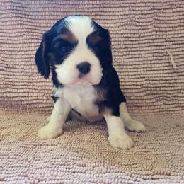 Katara - Tri-color female Cavalier King Charles Spaniel puppy in Traverse City, Michigan from Crozapulco Cavaliers AKC