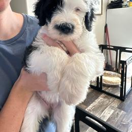 Katara - Black and white female Sheepadoodle puppy in Colorado Springs, Colorado from Kings Doodles