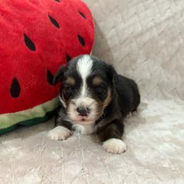 Badger-full fluffy - Black and tan male American Corgi puppy in Decatur, Texas from Bar S Corgis