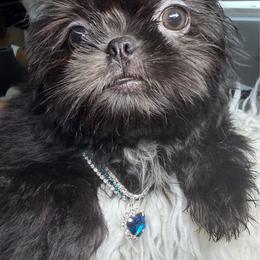 Majesty - Black male Shih Tzu puppy in Colorado Springs, Colorado from Shih Tzu’s  ‘N’ Love
