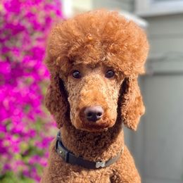 Poodles from The Poodles