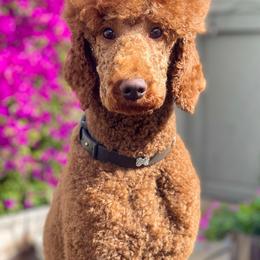 Poodles from The Poodles