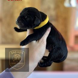 Sultan - Black male Cane Corso puppy in Altoona, Alabama from Snead’s Cane Corso Kennel