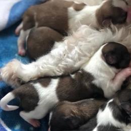 Companion Crosses, Havanese, and Shih Tzus from Growing Whiskers