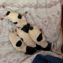 Pup A - White black and tan male Toy Fox Terrier puppy in Clermont, Florida from Debbie Hiles's Toy Fox Terriers