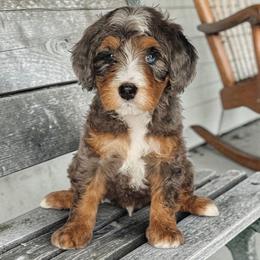 Dyson - Blue merle male Bernedoodle puppy in Glenford, Ohio from Mi-De Doodles