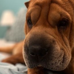 Zayla - Chinese Shar-Pei