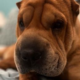 Zayla - Chinese Shar-Pei