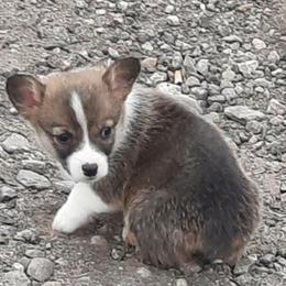 Pembroke Welsh Corgi Puppies from JD's Corgi Kennel