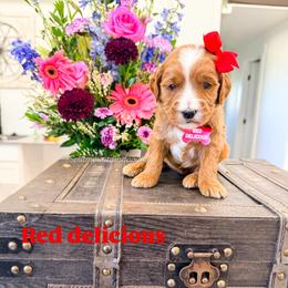 Red delicious - Red  female Goldendoodle puppy in West Haven, Utah from Split Mountain Doodles
