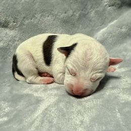Aspen - Black brindle female American Staffordshire Terrier puppy in Marietta, Georgia from Ambition Amstaffs