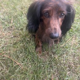 Willie - Dachshund
