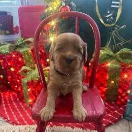 Carrot Top - black collar - Red  male Goldendoodle puppy in Chino Valley, Arizona from Bass Creek Doodles