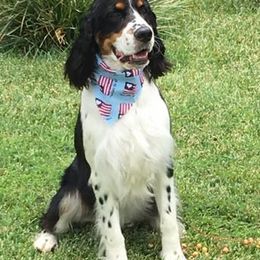 English Springer Spaniels from II Shea Ranch