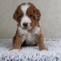 Clementine - Red  female Goldendoodle puppy in Warsaw, Ohio from Lovabledoodles