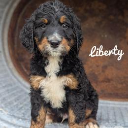 Boy 2 - Tri-color male Bernedoodle puppy in Lancaster, Minnesota from Richardville Hunde
