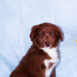 Boy 1 - Red Australian Shepherd puppy in Willcox, Arizona from Narita Farms Aussies