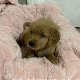 Bella - Golden female Golden Retriever puppy in Seville, Ohio from Retriever Ranch