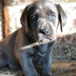 Dilute Retrievers from CaveInn Labradors