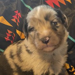 Australian Shepherds, Karakachans, and Pembroke Welsh Corgis from Rock Solid Ranch