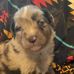Australian Shepherds, Karakachans, and Pembroke Welsh Corgis from Rock Solid Ranch