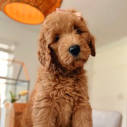 Goldendoodle and Poodle Puppies from Great Doodles & Poodles
