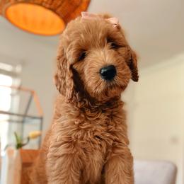 Goldendoodle and Poodle Puppies from Great Doodles & Poodles