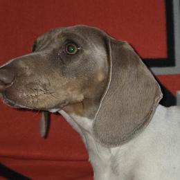 Dachshunds from Panhandle ckc dachshunds