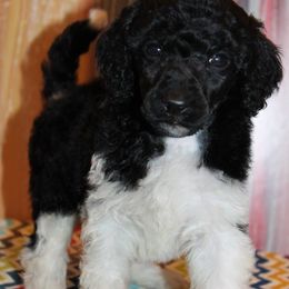 Poodle Puppies from DuBois Standard Poodles