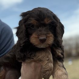 Banks - Chocolate Cavapoo puppy in Rigby, Idaho from Beagles and Beyond, LLC