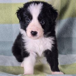 Accio - Black and white male Border Collie puppy in Chicora, Pennsylvania from Riverwood