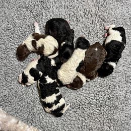Boy 1 - male Bordoodle puppy in Mancos, Colorado from Mesa View Puppies