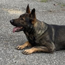 Vecna - German Shepherd