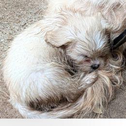 Iram - Cream male Lhasa Apso puppy in Fort Worth, Texas from Cynthia's Lhasa Apsos