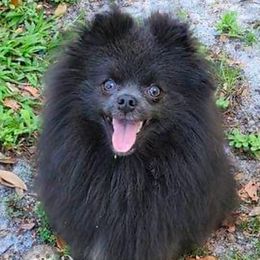 Ash - Pomeranian