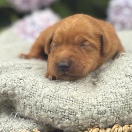 Grover - Yellow male Labrador Retriever puppy in Puyallup, Washington from 12 Door Farm Labradors