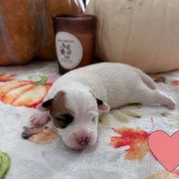Girl 1 - Tri-colored female Parson Russell Terrier puppy in Peabody, Kansas from SouthFork Ranch