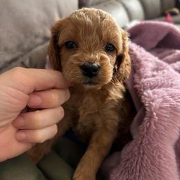 Miles - Apricot male Cavapoo puppy in Battle Lake, Minnesota from Panda Puppies