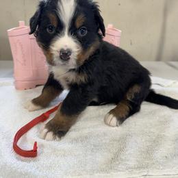 Red - Black rust and white male Bernese Mountain Dog puppy in Delton, Michigan from Rocky Top Acres